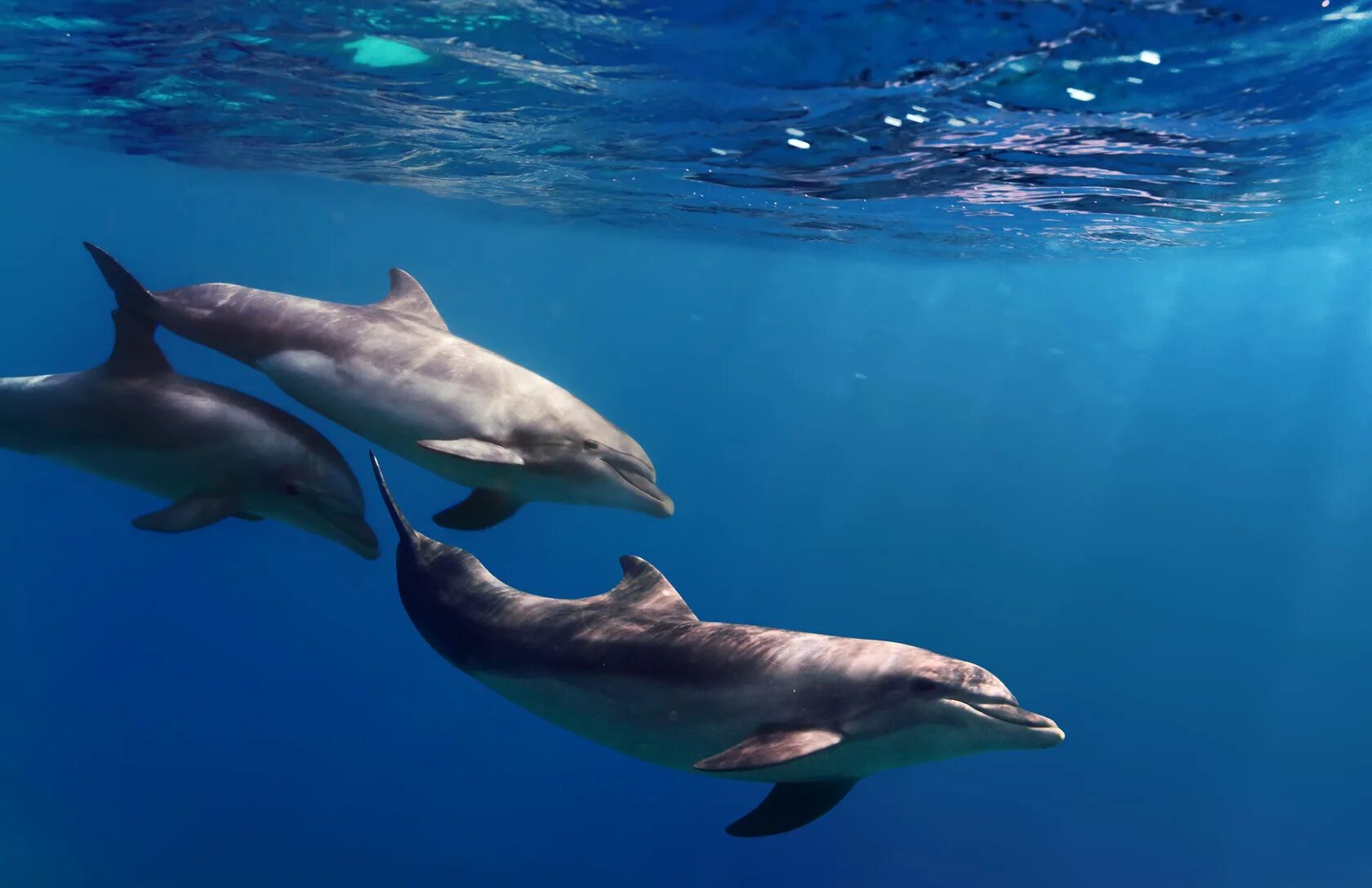 Дельфины уплывают в океан слушать. Дельфин-Афалина. Афалина красное море. Дельфины в море. Стая дельфинов.