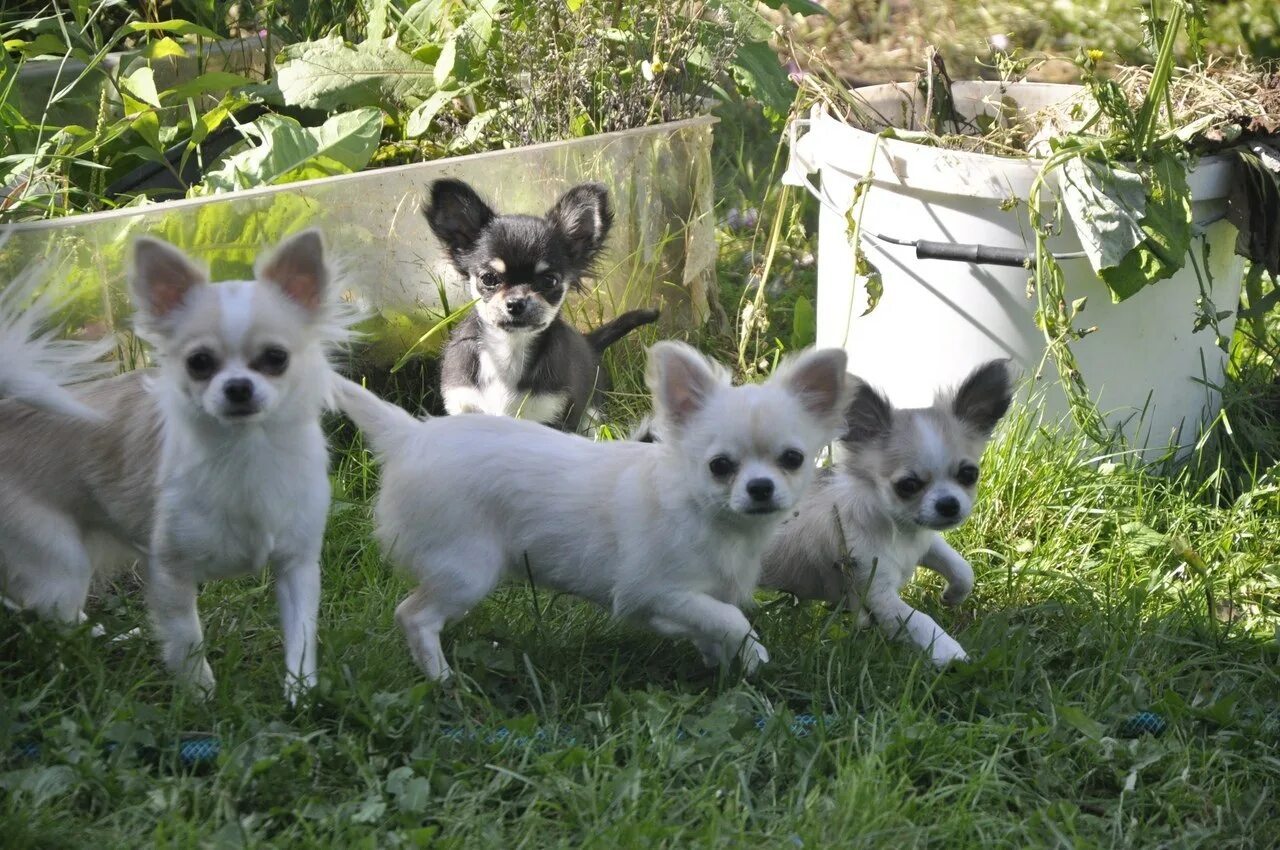 Со скольки месяцев чихуахуа. Со скольки месяцев чихуахуа. Чихуа стандарт породы. Чихуахуа мини стандарты породы. Мексиканский чихуахуа гладкошерстный.