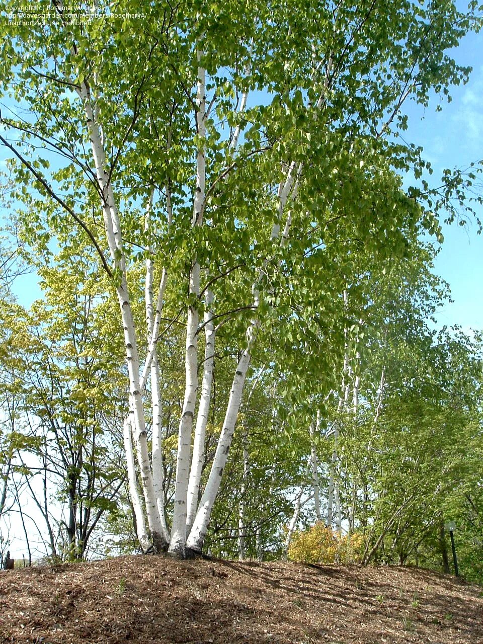 Березовая роща береза повислая. Береза бумажная Betula papyrifera. Береза повислая Schneverdinger Goldbirke. Береза бородавчатая. Natura bereza