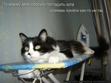 Гладила кота на дороге и не заметила
