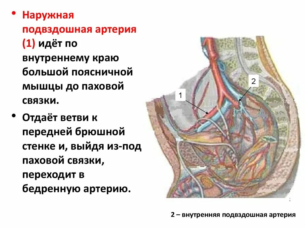 Ветви подвздошной артерии схема. Ветви наружной подвздошной артерии анатомия. Наружная подвздошная артерия анатомия. Внутренняя подвздошная артерия анатомия.