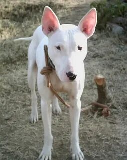Гулл