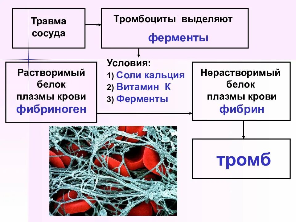 Функции белков фибриноген. Фибриноген группа белков. тромбоциты фибриноген фибрин. фибриноген это растворимый белок плазмы. функции крови 8 класс биология.