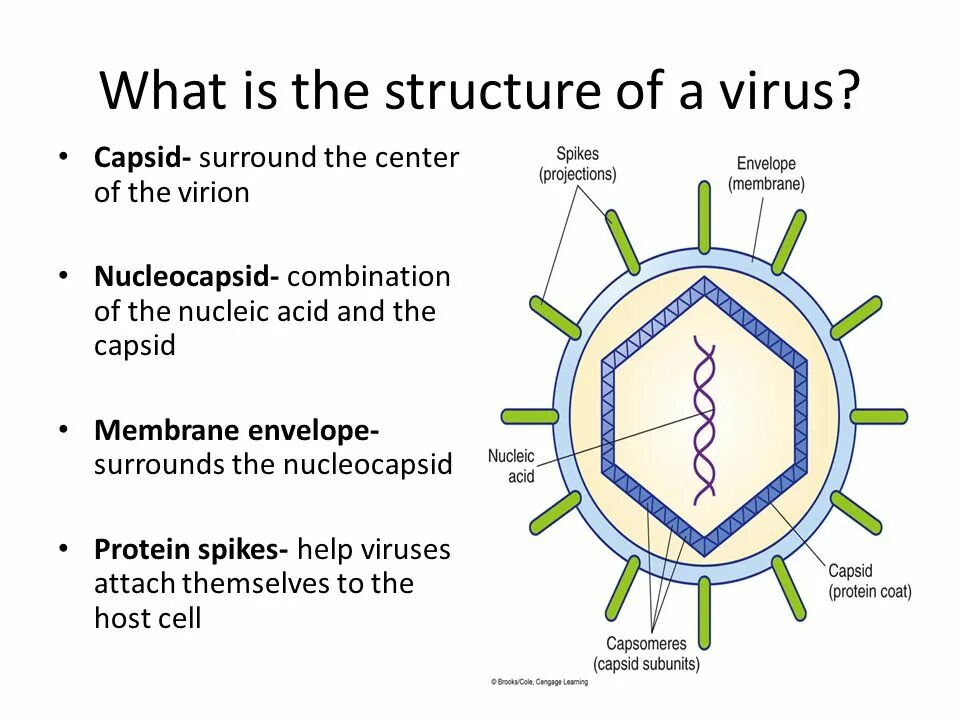 The virus can be. Структура вируса. Virus structure. Структура вируса герпеса. Строение вируса на англ.