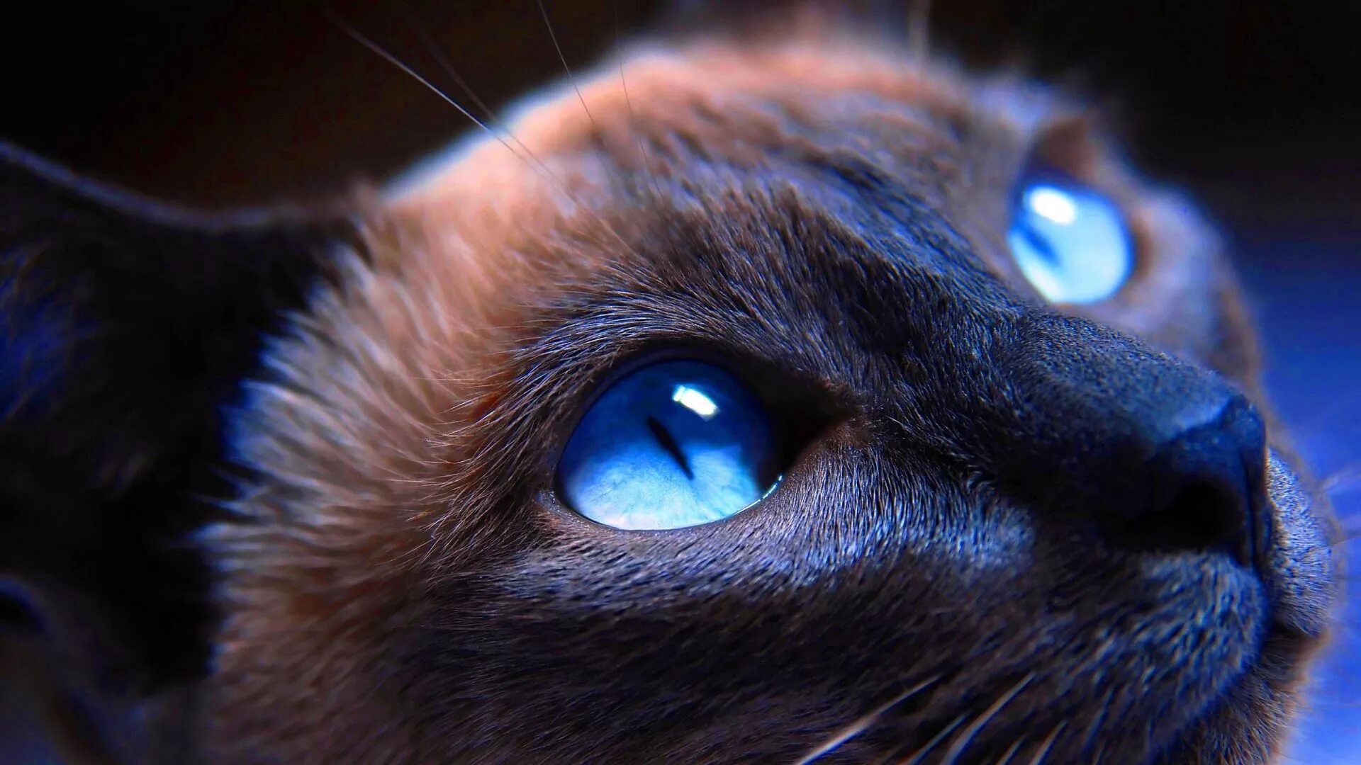Глазки кошечки. Охос азулес черный. Глаза кошки. Кошка с голубыми глазами. Кошка с красивыми глазами.