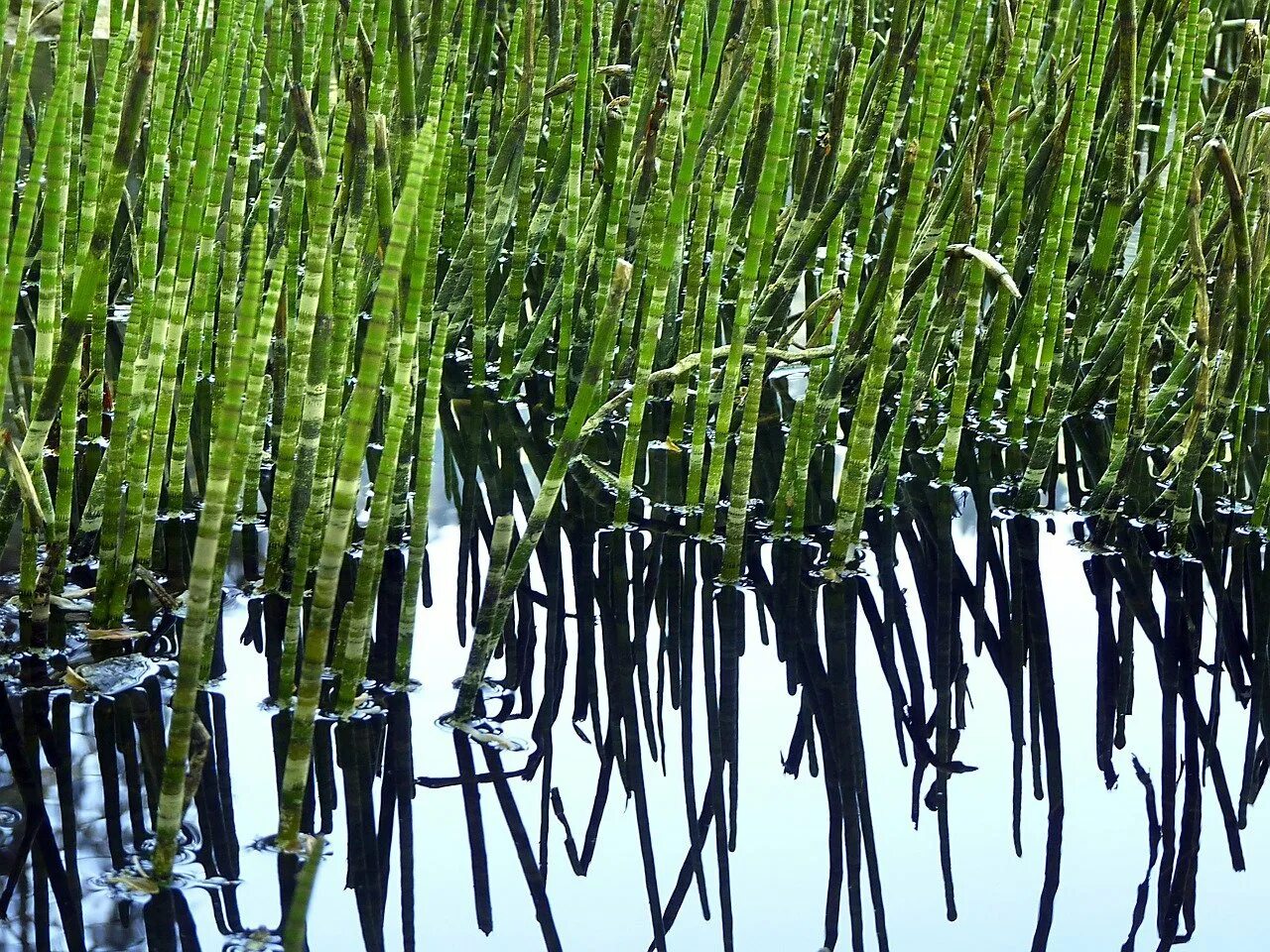 Хвощ в воде. Хвощ болотный equisetum palustre. хвощ топяной. хвощ зимующий equisetum hyemale. хвощ речной (equisetum fluviatile).