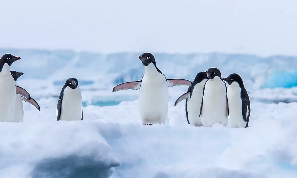 Животные Южного полюса. Пингвины в дикой природе. Самка пингвина. Голубой Пингвин.
