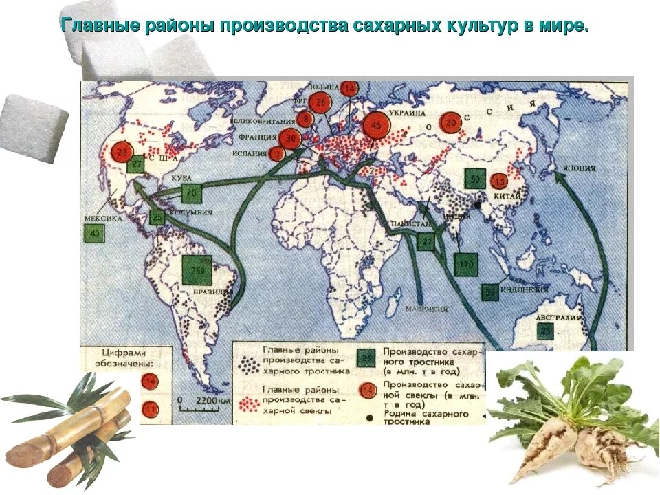 Страны по производству риса. Основные районы выращивания кукурузы в мире на карте. Районы возделывания сахарного тростника. Районы выращивания кукурузы в мире. Страны Лидеры по выращиванию масличных культур.