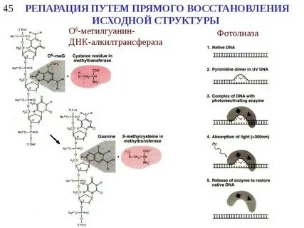 Репарация биохимия