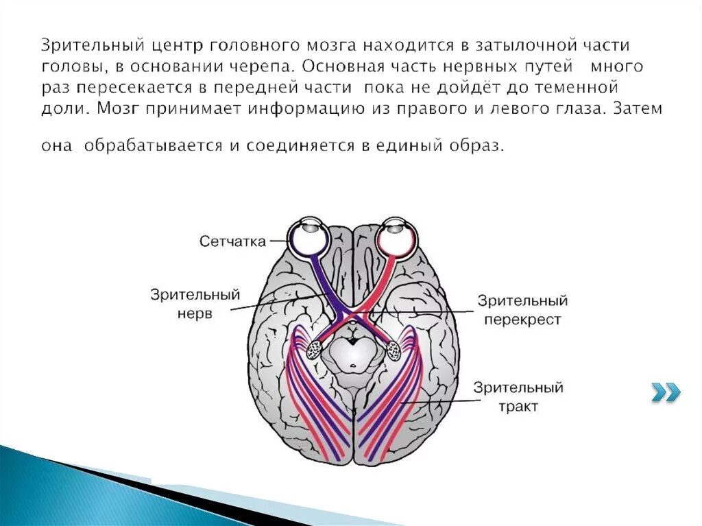 В затылочной доле мозга расположены. Зрительные центры головного мозга. Зрительный центр в коре головного мозга расположен в. Где находится зрительный центр. Центр зрительного нерва в головном мозге.