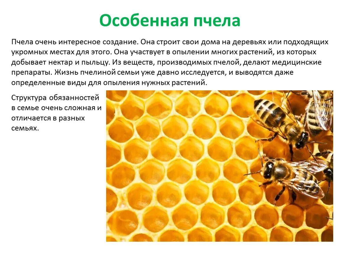 Пчеловодство доклад 3 класс. Факты о пчелах. Интересные факты о пчелах. Факты о пчеловодстве. Интересное о пчелах для детей.