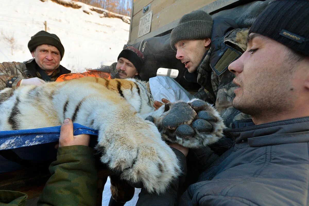 Раненый тигр. Фотографии раненых тигров.