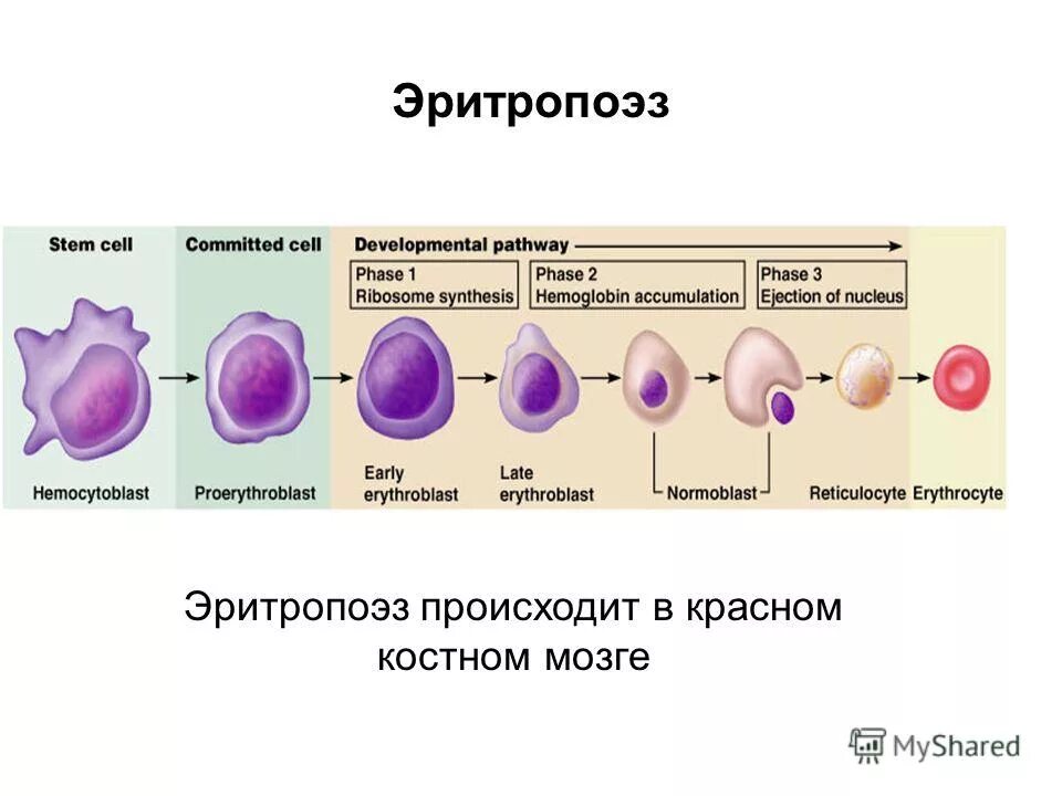 Синтез эритроцитов