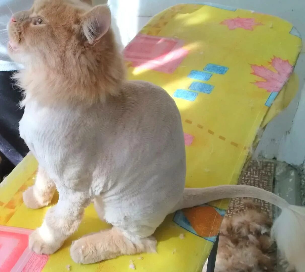Подстриженный лев. Модельная стрижка кота. Стрижка кошки под машинку. Стрижка котов под Льва. Стрижка рыжего кота под Льва.