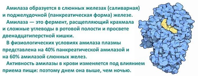 Амилаза повышена причины у мужчин. Альфа амилаза фермент. Амилоза. Амилаза в моче. Амилаза крови и мочи.