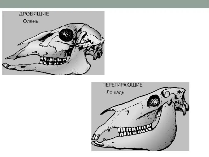 Класс млекопитающие череп. Черепа млекопитающих различных отрядов. Череп млекопитающих. Строение черепа млекопитающих. Черепа млекопитающих различных отрядов в картинках.
