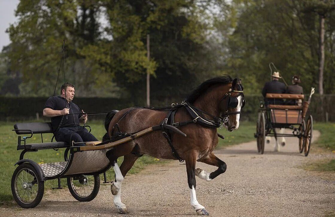 Бричка для лошади. Конная телега. Карета с лошадью. Карета тарантас. Как называется повозка с лошадьми.