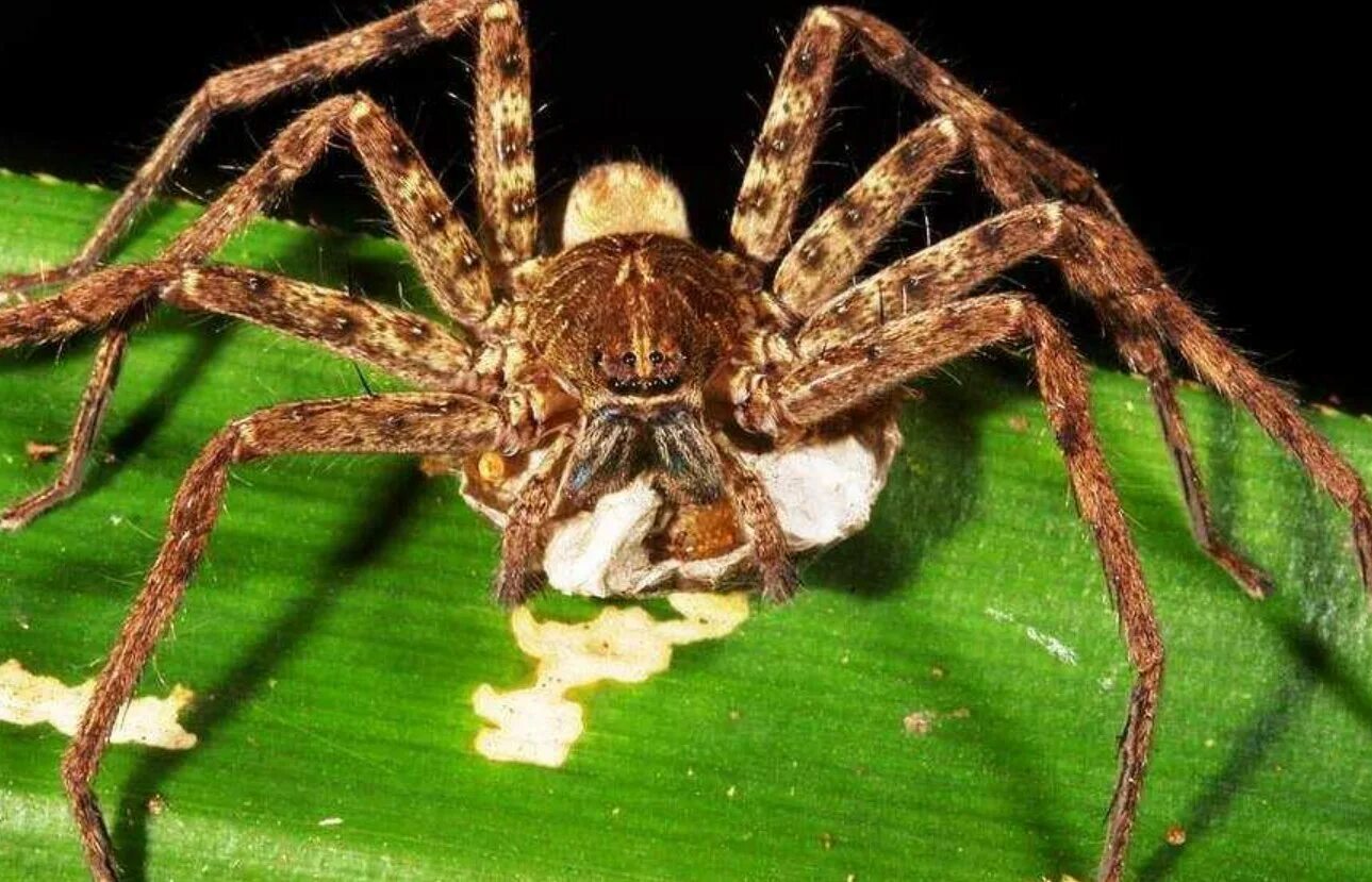 Huntsman Spider паук-охотник. Паук-охотник heteropoda maxima. Австралийский Странствующий паук. Heteropoda venatoria паук. Самые самые паукообразные