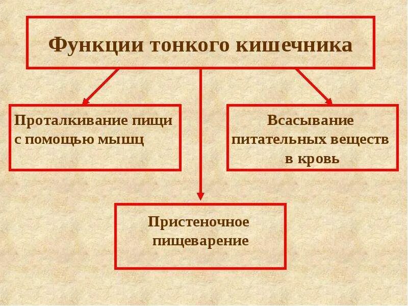 Какова функция тонкого кишечника. Основная функция тонкого кишечника. Функции тонкоггкишечника. Функции тонкокишечника. Функции тонкого кишечника человека.