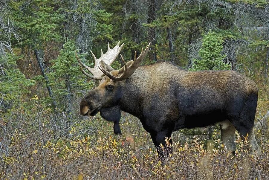 Восточносибирский Лось. Ильменский заповедник Лось. Лось alces. Лось Джергинский заповедник. Лось относится к парнокопытным