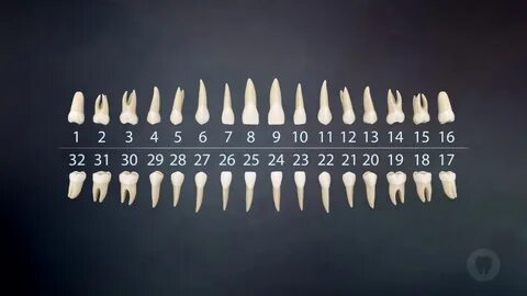 15 зуб верхней