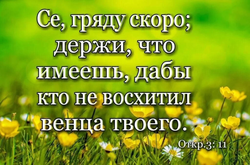 Стихи венца. Держи что имеешь дабы кто не восхитил венца твоего. Стихи из Библии. Держи что имеешь. Се скоро гряду держи что имеешь.