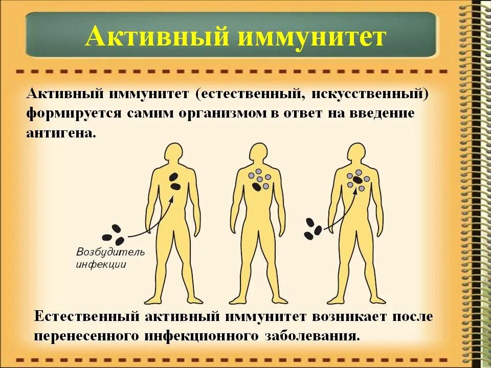 Создается антителами вырабатывающимися после перенесенной кори. Искусственный активный иммунитет. Естественный активныйиммуните. Естественный активный иммунитет. Искусственный активный иммунитет формируется.