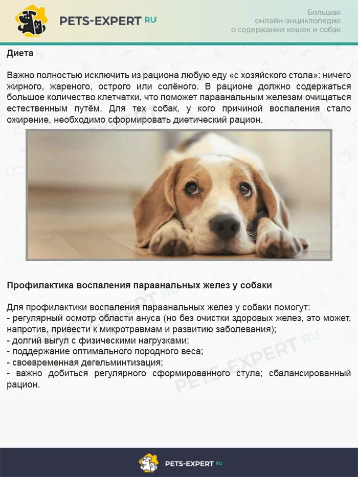 Параанальные железы у собак: где они находятся, как лечатся и способы их очищени