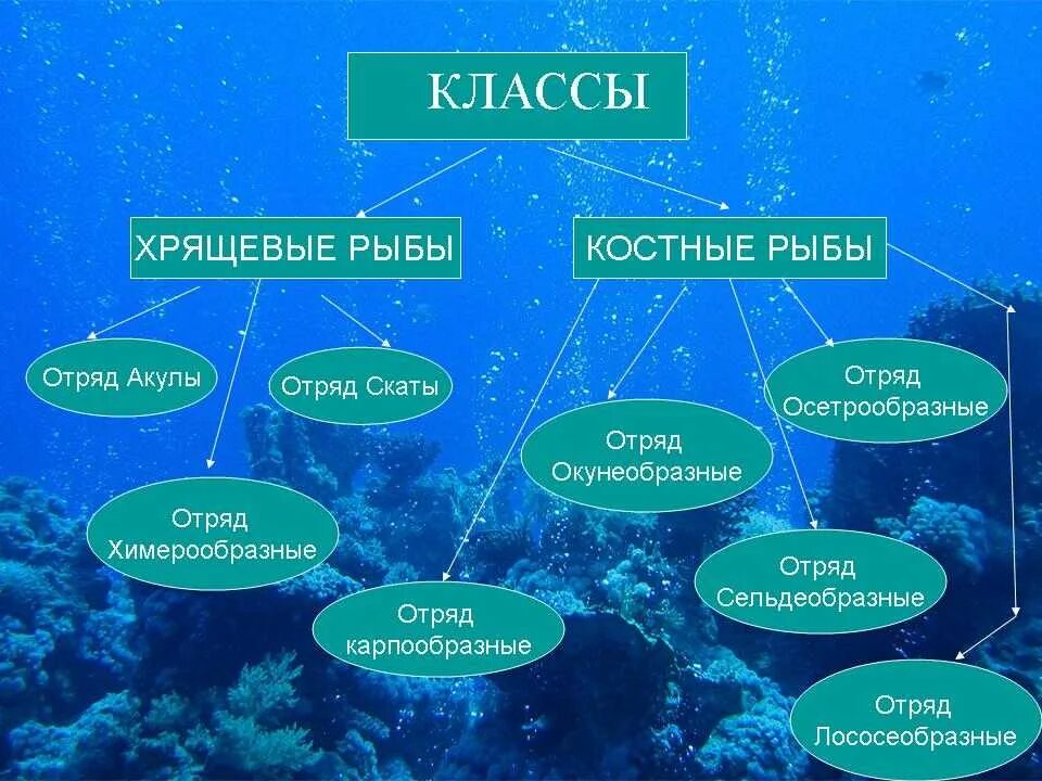 Урок класс рыбы 7 класс. Многообразие костных рыб схема. Отряды костистых рыб схема. Многообразие костных рыб таблица. Разнообразие костных рыб таблица.