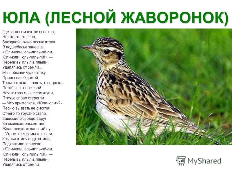 Жаворонок в лесу. Песня ляснога жаваранка эпітэты 5 класс. Песнь жаворонка рисунок. Жаворонок презентация для детей. Жаворонки перелетные птицы.