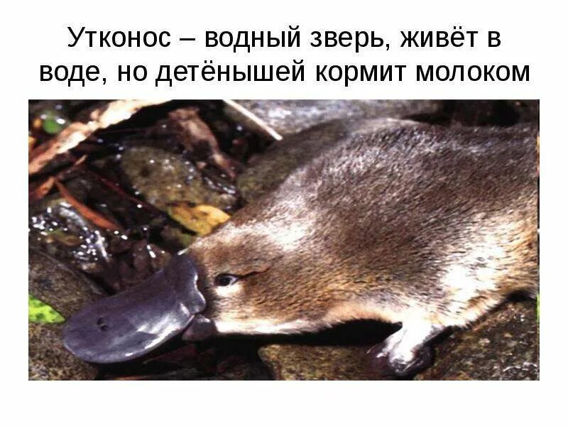 Кормящий утконос. Молочные железы утконоса. Утконос выкармливает детенышей. Детеныш утконоса. Утконос в австралии.