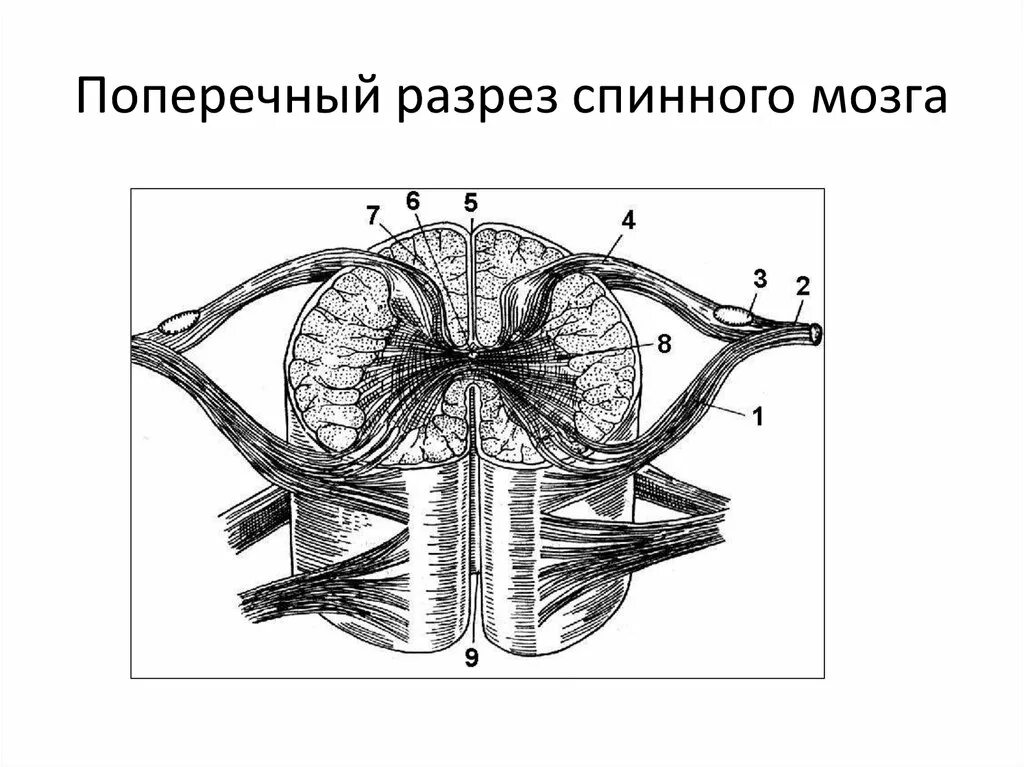 Спинной мозг обозначения. Схема сегмента спинного мозга поперечный разрез. Спинной мозг строение поперечный срез. Срез спинного мозга анатомия. Строение спинного мозга анатомия поперечный разрез.