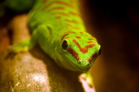 Gecko version