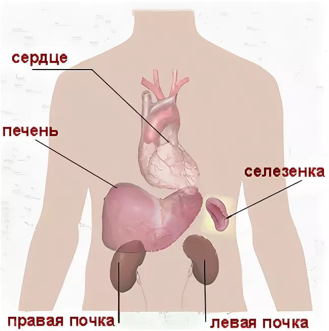 Печень почки селезенка. Печень и почки расположение. Где находятся почки и печень у человека