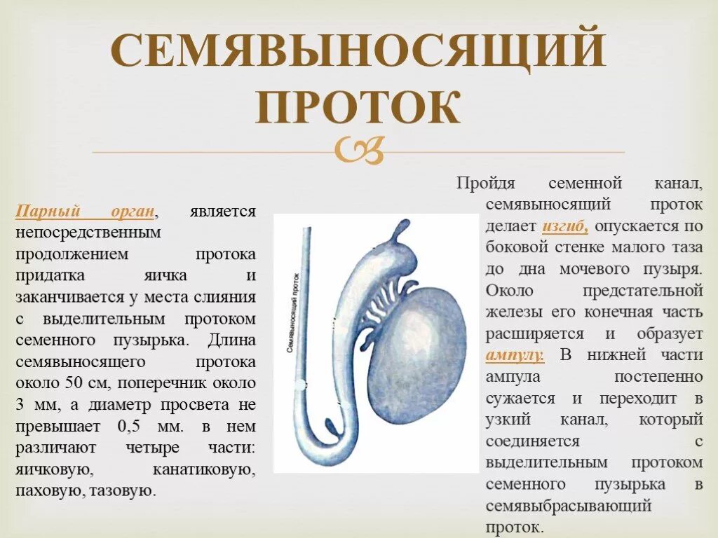 Семявыносящий проток анатомия мужской половой системы. Семявыводящие протоки строение и функции. Семявыводящий проток строение и функции. Мужская половая система анатомия строение яичек. Яичко на ощупь