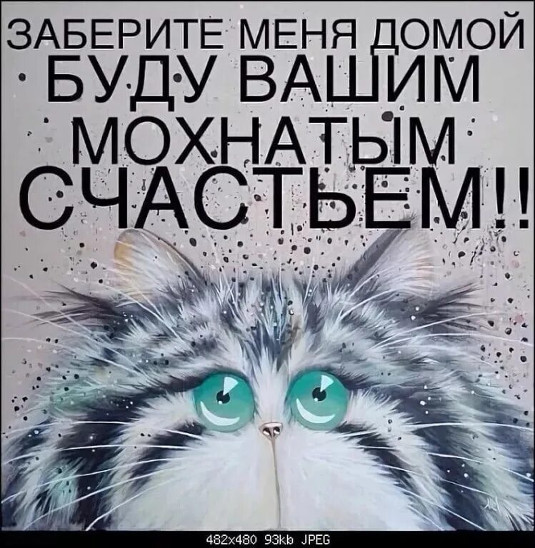 Кот хочу домой. Котик ищет дом. кошке нужен дом. заберите котика домой. котенок хочет домой.