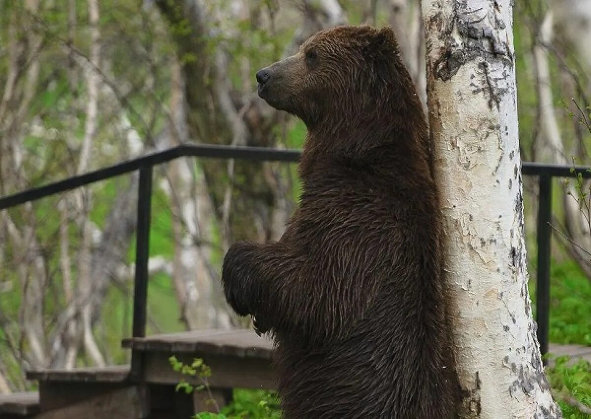 Где живет камчатский медведь. Медведь. Годовалый Медвежонок. Камчатский медведь. Медведь метит территорию.