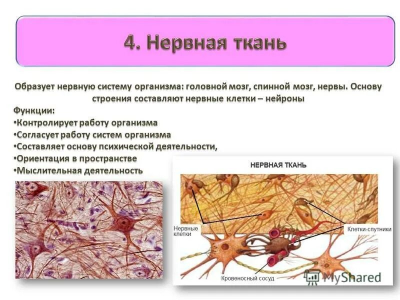 Какие клетки составляют нервную. Нервная ткань. Структурные компоненты нервной клетки. Какие клетки составляют нервную. Нервная ткань органы.