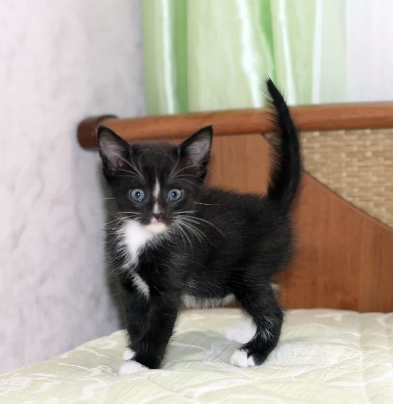 Как можно назвать котенка черного цвета мальчика
