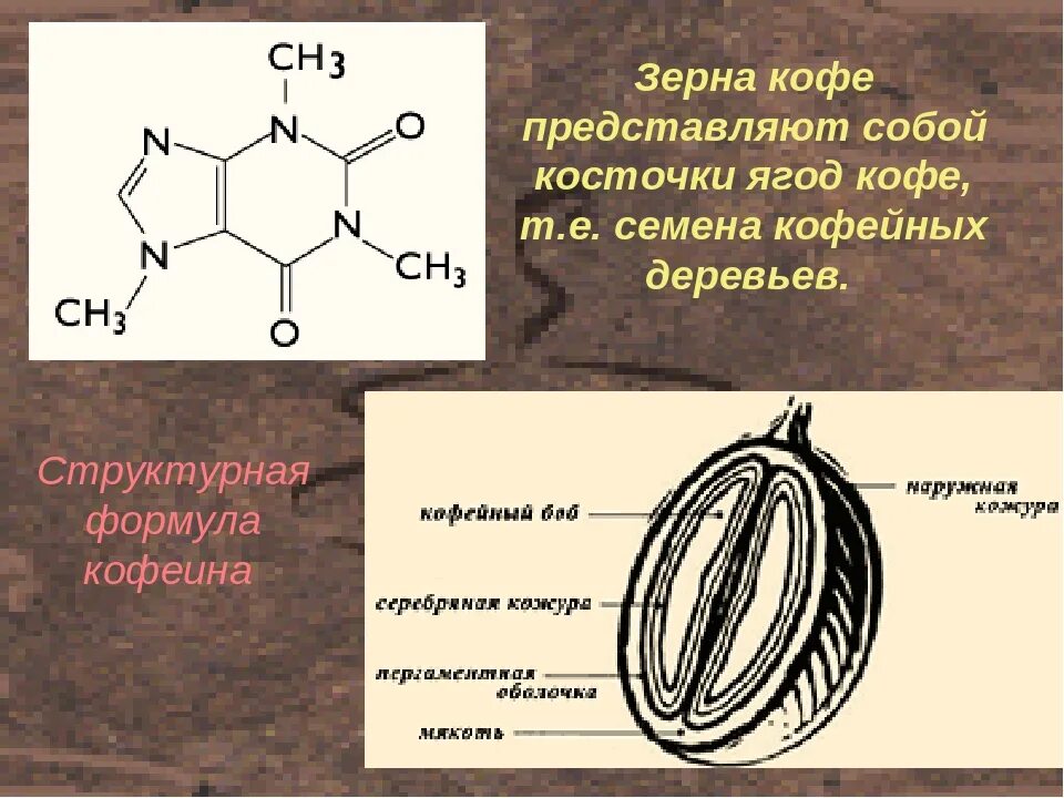 Химический состав кофейного зерна. Строение кофейного зерна. Структура кофейного зерна. Состав зерна кофе.