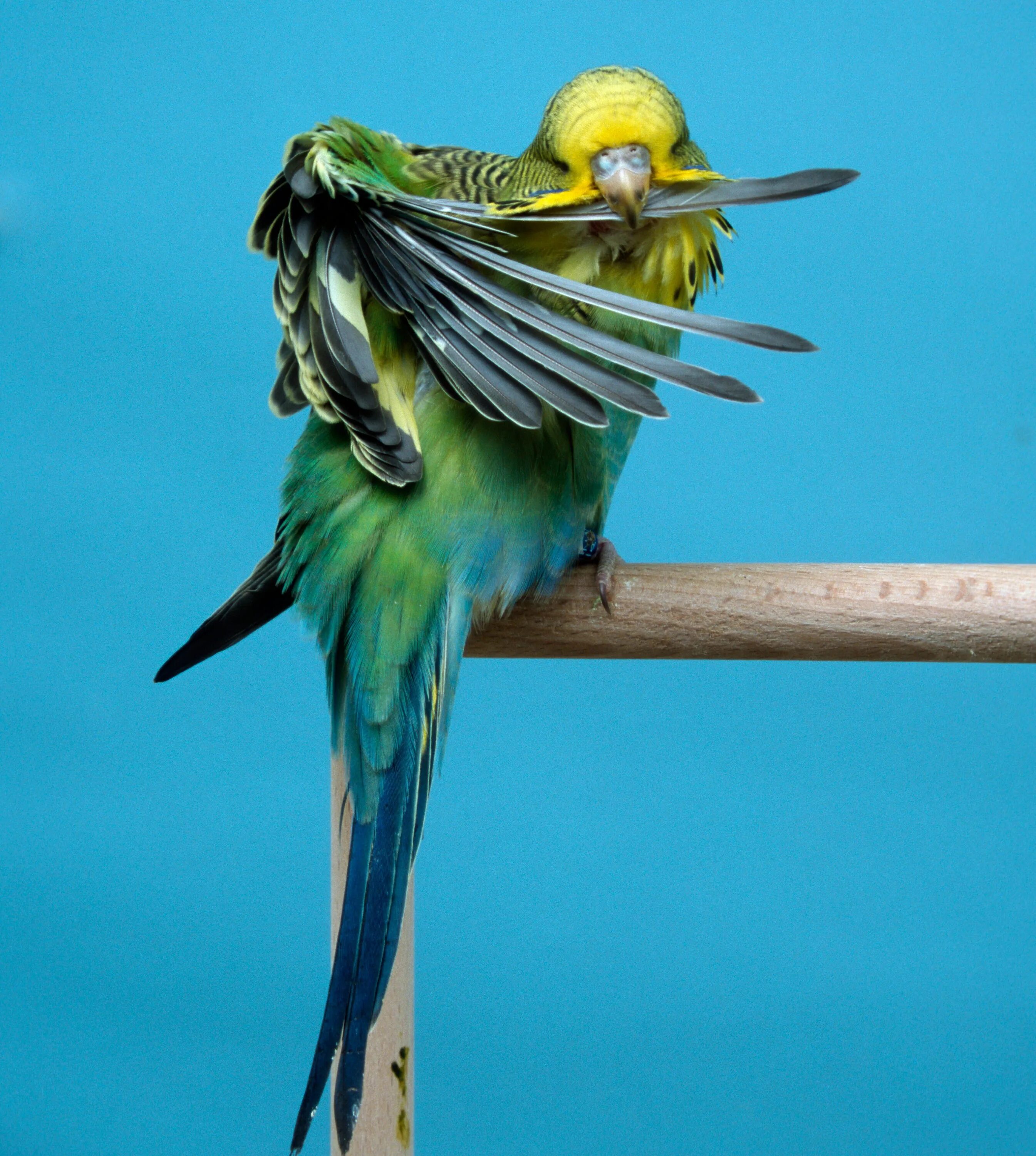 Почему попугай ночью. Волнистый попугай Budgie. Кучерявый волнистый попугай. Баджи попугай. Волнистый попугайчик Радужный.