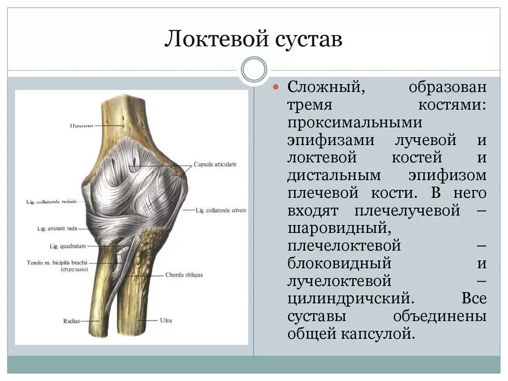 Какими костями он образован что такое вилочка. Лучелоктевой сустав сустав. Функции локтевого сустава анатомия. Локтевой сустав костная анатомия строение. Дистальный Луче локтевой сустав.