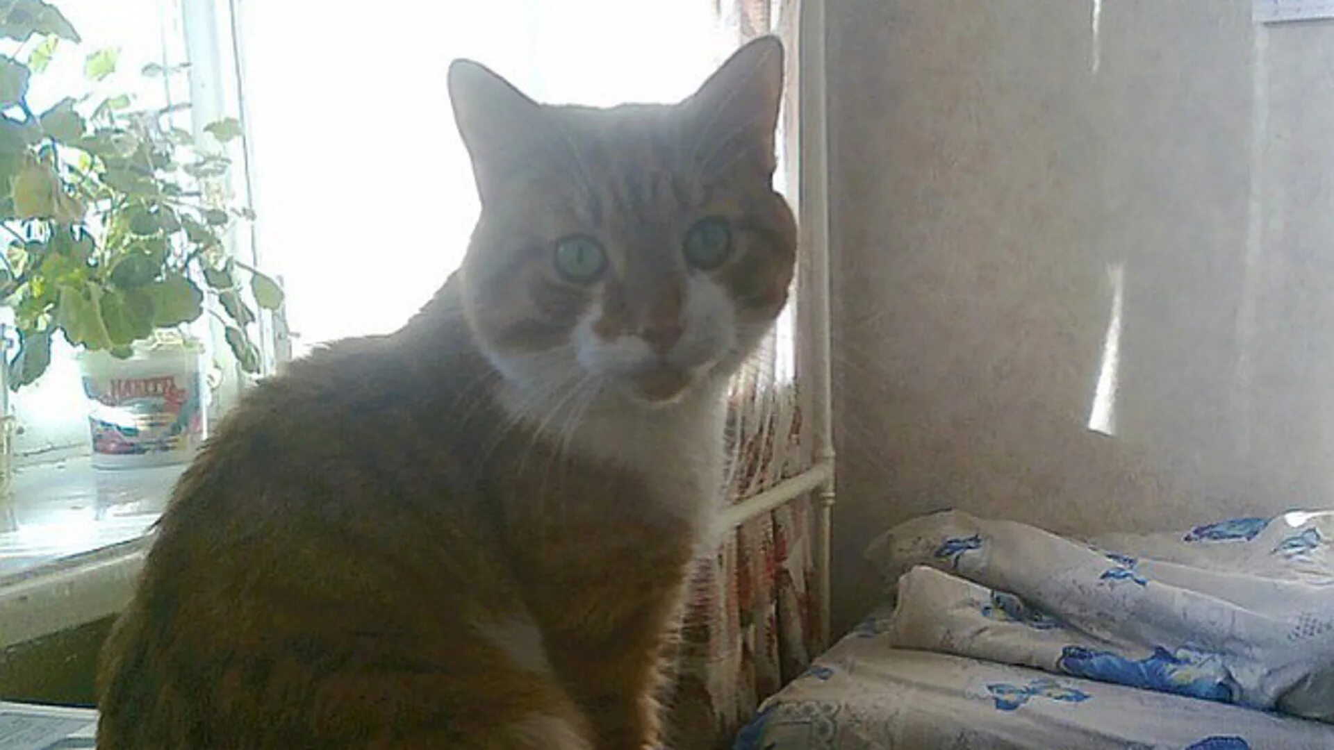 мучители кота кузи северодвинск. последние новости о коте. кот кузя 2021. кот кузя северодвинск. последние новости о коте.