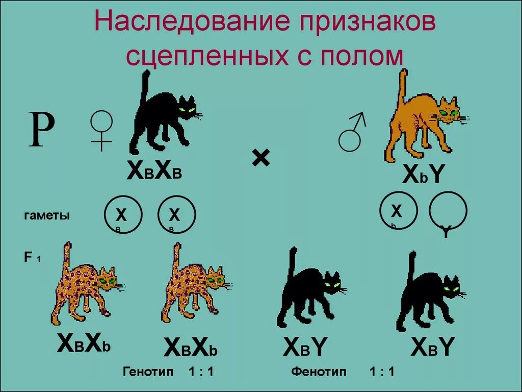 Генетика пола и наследование. Сцепленное с полом наследование и наследование сцепленных признаков.. Генетика пола и наследование сцепленное с полом. Генотип и фенотип схема. Генетика пола наследование признаков сцепленных с полом.