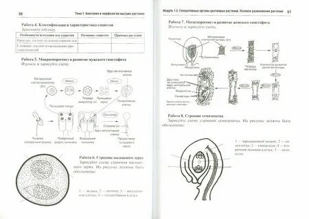 Егэ биология 8 задание
