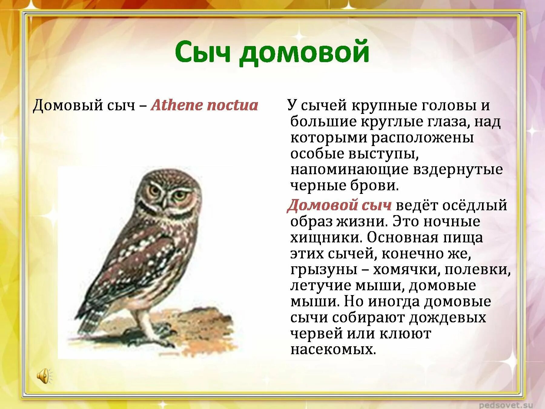 Песня сыч. Сыч домовый птица. Домовой Сыч красная книга. Сова воробьиный Сыч. Домовый Сыч описание.