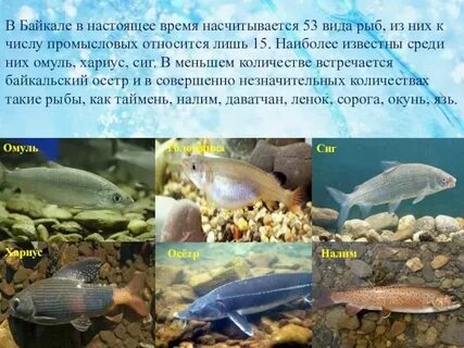 Какая рыба водится в озере байкал