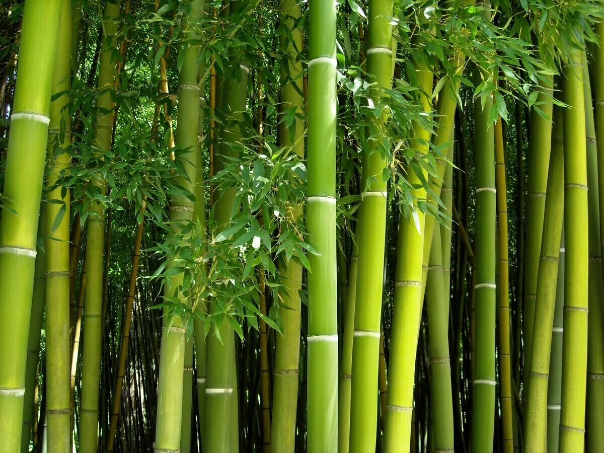 Бамбук это растение. Мексиканский Плакучий бамбук. Листоколосник бамбуковый. Японский бамбук Мадаке. Бамбук Широшима.