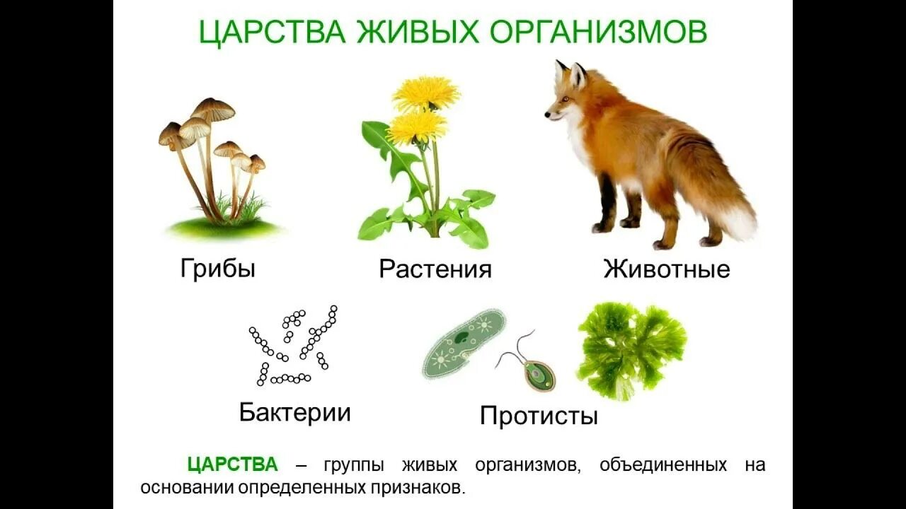 Точка ру биология. Многообразие живых организмов. Биология многообразие живых организмов. Картинки многообразие живых организмов. Многообразие живых организмов 6 класс.