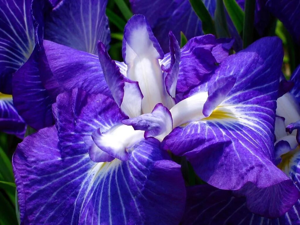 Ирисы цветы синие. Ирис фиолетовый обыкновенный. Ирис цветок. Ирис спуриа фиолетовый. Ирис сплендида.